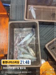 통영나이스피싱  ///  쌍걸이로 부터  먹폭탄 비교불가 힛트 조기철수 너무하네