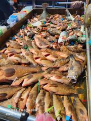 종포항 땡큐호 조황 사진