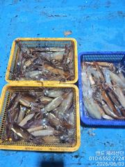 2일 화살촉 오징어 철수 조황 