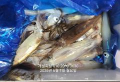 1일 한치 마릿수 먹물 폭탄 대박 한치 쿨러조황 내일 출항 자리여유