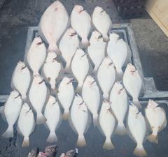26.6.3(수) 대광어다운샷 조황입니다