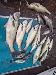 6월3일 농어외수질 조황