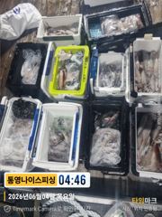 통영나이스피싱!!  엄청난 굵은 방망이 들로 쿨러  꽉 차네오 오늘자리여유