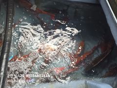 6.4 닉스2호 참돔타이라바 실시간마릿수!!