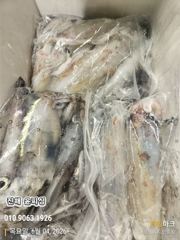 윤피싱 한치 마릿수 씨알 죽여줍니다 지금 달리시죠