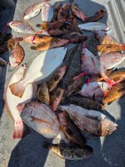 붉바리. 참돔 반반 타이라바!