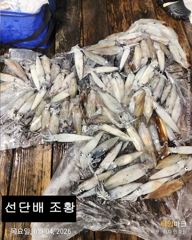 "한치~" 마릿수~ 터졌습니다~!(예약가능합니다)