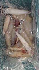 6월4일 한치조황