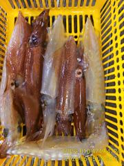 대포한치들 묵직학 손맛! 일요일부터 예약가능!