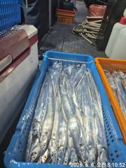 6월5일 비비1호 갈치조황