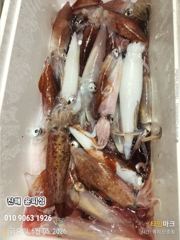 윤피싱 오늘도 한치 잡아왔습니다