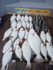 06월06일 외수질 조황(13명)
