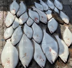 홍원항 광어 다운샷 6월 6일(토) [[[ 블랙펄호 ]]] 초보 조사님들과 [ 광어 ] 짜릿한 손맛 보고 횟감까지 챙겨 입항합니다. 내일 참돔 정상 출조합니다.