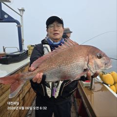 6월6일 참돔흘림 조황입니다