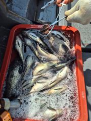 6월6일조황