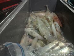 대포 왕한치 바람 너울속. 최고 70수 전원쿨러 ᆢ 내일. 예약가능 