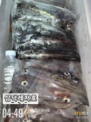 [한치]대포한치들로 쿨러,거득합니다(화요일부터,출항)