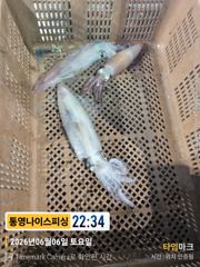 통영나이스피싱!!  왕한치 먹물 너울속장원40여수 평일병행 다단가능