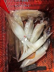 [통영대교피싱]토요일 한치대첩 월요일 자리여유