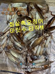 "화살촉오징어"마릿수~터졌습니다~!(오늘,예약가능합니다)