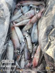 윤피싱 오늘도 한치로 쿨러채우고 왔습니다