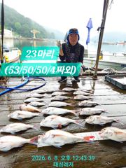 [통영 선외기 태성레저]참돔 꼬라박기 56/56/55/53/53외 마릿수조황