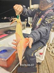 7일 한치 마릿수 먹물 폭탄 대박 한치 쿨러조황 오늘 무조건 출항 자리여유많음