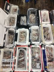 윤피싱 한치 올시즌 최고 조황입니다