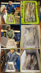 한치 터졌습니다   세자리수 대박    씨알 최고 마릿수도 최고 입니다   내일6자리여유 있습니다    쿨러가득 채우러 가실분들 빠르게 연락주세요 
