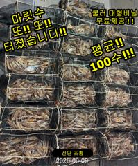 "화살촉오징어" 200,150,100수~터졌다!(오늘,예약가능합니다)