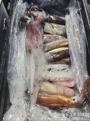 9일 입항조황  한치가 터졌습니다 이번주 예약가능