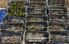 10일"화살촉오징어" 새벽피딩~느나느나~(목,일 예약가능합니다)