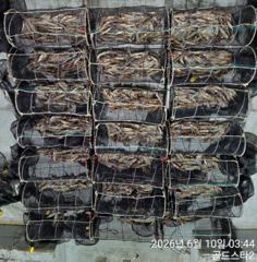 10일새벽 화살촉오징어 계속초대박~장원200수이상씩( 내일3자리가능