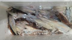11일 한치 세자리수 먹물 폭탄 대박 한치 쿨러조황 다음주 월요일부터 예약가능