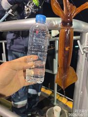 11일새벽 화살촉오징어 피딩피딩~!!먹폭탄~!!신나게 세자리수~!!(일요일 예약중)