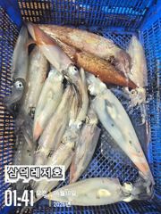 [한치]대포한치 만쿨.Go.Go(출항확정.자리여유)