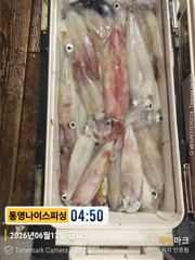 통영나이스피싱///  전원 쿨러가득 왕한치 대풍년  쓸어담으며  오늘자리여유