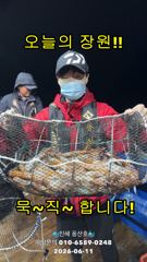 "화살촉오징어" 망탱가득~ 느나느나~ (예약가능합니다)