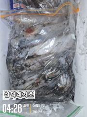 [한치]대포한치..만쿨..반쿨(일요일.출항확정.자리여유)