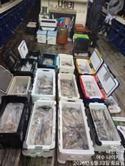 옆 사람은 계속 잡는데 나는 왜 못 잡을까..? 나이키호 6월13일 입항 여수 한치낚시 조황 소식 입니다.