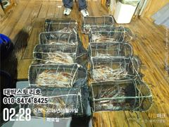 화살촉오징어(가조도권)출동합니다 
