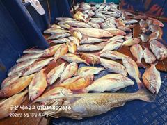 6.13 닉스2호 참돔타이라바 조황