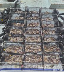 13일새벽 시장급화살촉오징어 먹폭 ( 월요일부터쭉예약가능