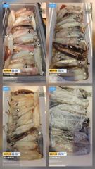 6월9일 한치조황~최고70수~