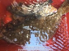 13일, 생미끼~중내만권 농어,광어 통통한 우럭,광어등 다양한 어종~실시간~내일도 갑니다~군산 나드리호