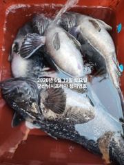 13일, 생미끼~중내만권 농어,광어 통통한 우럭,광어등 다양한 어종~~내일도 갑니다~군산 챔피언호