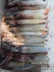 6월13일 한치 조황