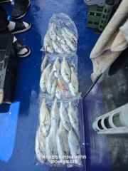 260613 여수보구치 호조황