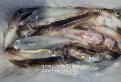  한치 세자리수 먹물 폭탄 대박 한치 쿨러조황 내일부터 예약가능