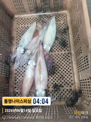 통영나이스피싱 !!! 짧은 피딩속에 굵은씨알의먹폭탄쿨러 펴밀 갈치병행가능